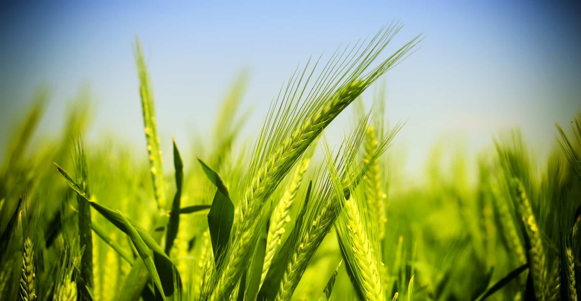 maïs souveraineté alimentaire