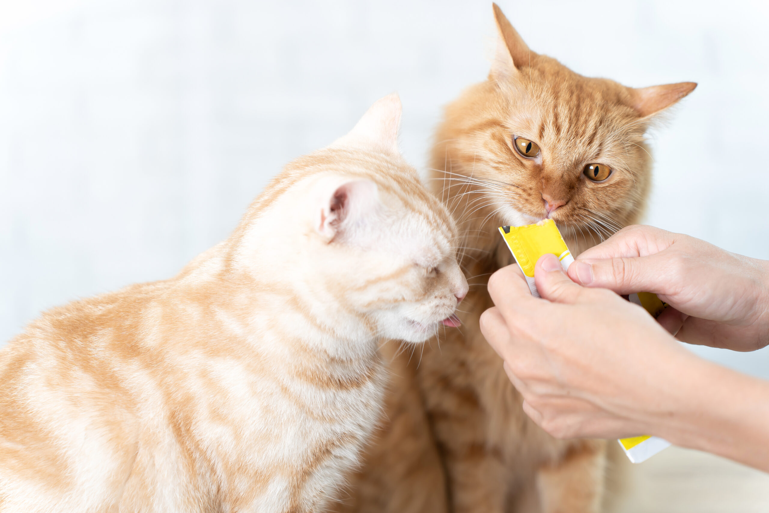 Un miaou-ment de détente par Feliway avec son complément pour chat